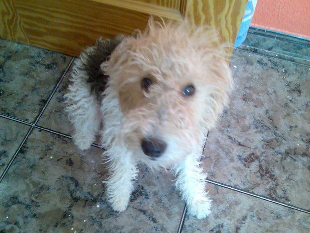 Busco macho de FOX TERRIER en ALMERIA para echarlo con MI fox terrier