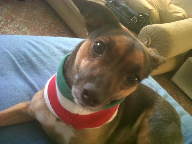 Busco Macho Para Monta