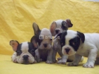 CACHORRITOS DE BULLDOG FRANCES, 400 EUROS - mejor precio | unprecio.es