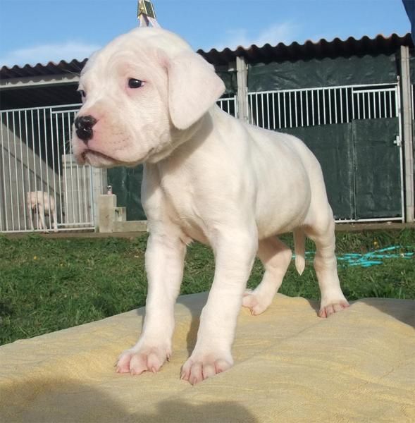 Cachorros Dogo Argentino - Del Druida Blanco