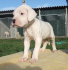 Cachorros Dogo Argentino - Del Druida Blanco - mejor precio | unprecio.es