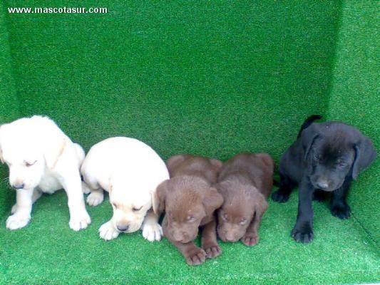 CACHORROS LABRADOR RETRIEVER