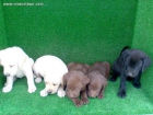 CACHORROS LABRADOR RETRIEVER - mejor precio | unprecio.es