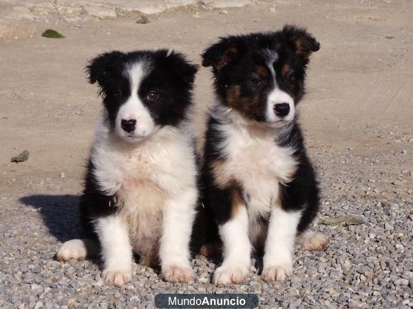 Camada Border Collie 350€