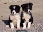 Camada Border Collie 350€ - mejor precio | unprecio.es