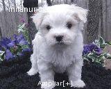 PRECIOSOS CACHORROS DE BICHON MALTES