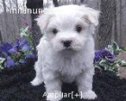 PRECIOSOS CACHORROS DE BICHON MALTES - mejor precio | unprecio.es