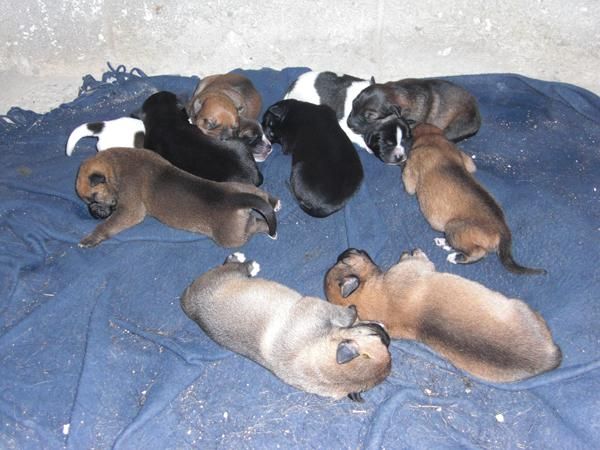 Se regalan Cachorros cruce Pastor belga
