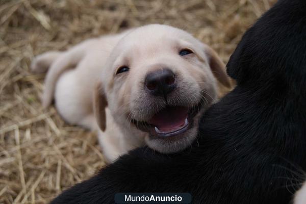 disponibles perritos de labrador retriever¡¡ y golden retriever