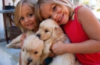 3 GOLDEN RETRIEVER CRIADERO DIRECTO 300 - mejor precio | unprecio.es