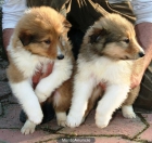 CACHORROS DE COLLIE 350 - mejor precio | unprecio.es