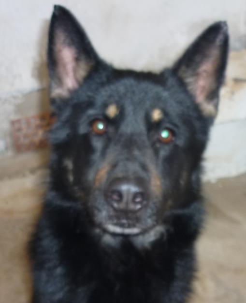 ESPERANDO SER ADOPTADOS