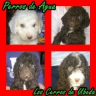 Excelente camada de perro de agua español - mejor precio | unprecio.es