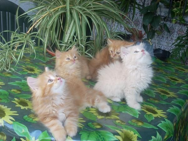 gatos persa