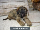 GOS D ATURA CATALA. CACHORROS. - mejor precio | unprecio.es