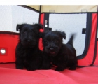 Scottish terrier de color negro con pedigri. - mejor precio | unprecio.es