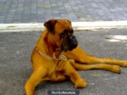 SE OFRECE BOXER PARA MONTAS - mejor precio | unprecio.es
