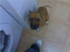 urge venta de hembra de pitbull. - mejor precio | unprecio.es