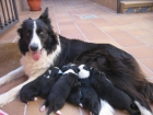 vendo cachorros border collie en cordoba - mejor precio | unprecio.es