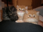 Vendo gatos persa - mejor precio | unprecio.es