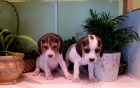 beagles - mejor precio | unprecio.es