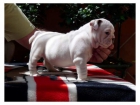 Buldog Ingles - mejor precio | unprecio.es