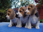 CACHORRITOS DE BEAGLE, CALIDAD EXCELENTE 450 EUROS - mejor precio | unprecio.es