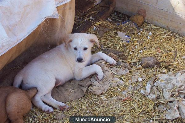 Cachorritos raza grande