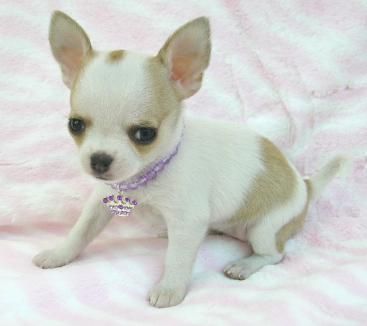 Chihuahas miniatura con pedigree