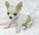 Chihuahas miniatura con pedigree - mejor precio | unprecio.es