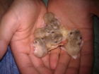 regalo hamster roborovsky - mejor precio | unprecio.es