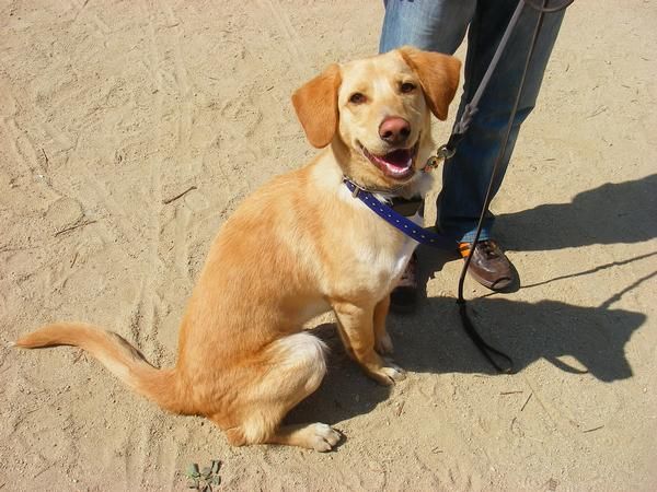 REGALO PERRO CRUCE LABRADOR DE 13 MESES