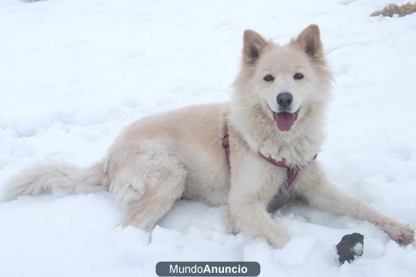 SE REGALA PERRO RAZA SAMOYEDO