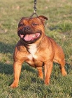 staffordshire bullterrier - mejor precio | unprecio.es