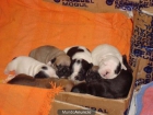 VENDO CACHORRO BULLDOG FRANCES EN BARCELONA - mejor precio | unprecio.es