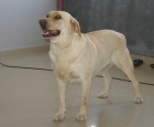 Camada de Labrador - mejor precio | unprecio.es
