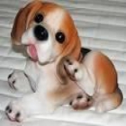 Chihuahua cachorros en venta - mejor precio | unprecio.es
