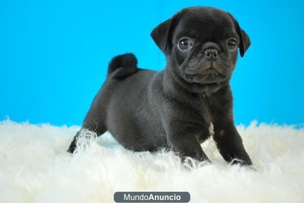 Fantasticos cachorritos Carlino Pug de gran calidad