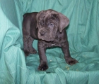 MASTIN NAPOLITANO - IMPRESIONANTES CACHORROS DE COLOR GRIS CENIZA - mejor precio | unprecio.es