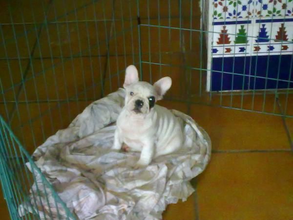 SE VENDE BULLDOG FRANCES