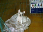 SE VENDE BULLDOG FRANCES - mejor precio | unprecio.es