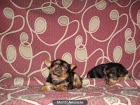 VENDO yorkshire - mejor precio | unprecio.es