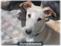Tico, con un añito es completamente invisible