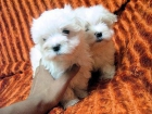 Cachorros de Bichon Maltes a partir de 200  somos - mejor precio | unprecio.es