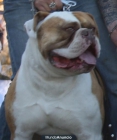 cachorros de bulldog americano - mejor precio | unprecio.es