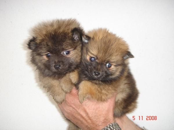 CACHORROS DE POMERANIA 800