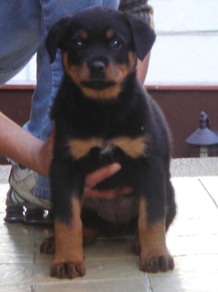 CACHORROS DE ROTWEILLER 600