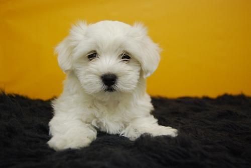 CAMADA DE BICHON MALTES TOY, 550E PESO APROX 2, 5 KG