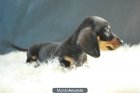 Camadas disponibles de Teckel y Teckel Miniatura magnificos cachorros - mejor precio | unprecio.es