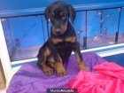 DOBERMAN, CACHORROS, VENTA CRIADERO. - mejor precio | unprecio.es